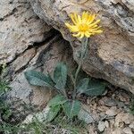 Senecio doronicum Habit