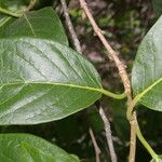 Trigonia rugosa Leaf