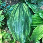 Calanthe triplicata Leaf