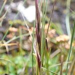 Ptilagrostis yadongensis Flower