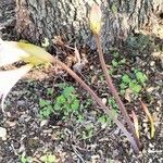 Amaryllis belladonna ফুল