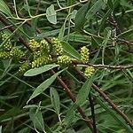 Myrica gale Fruit