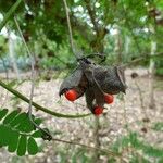 Abrus precatorius Fruit