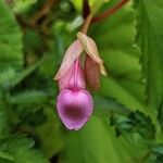 Begonia grandis Drugo