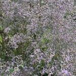 Limonium platyphyllum फूल