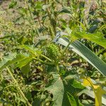 Datura stramoniumᱡᱚ