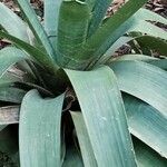 Vriesea platynema Leaf