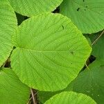 Viburnum lantanoides Leaf