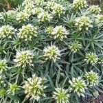 Echium brevirame Cvijet