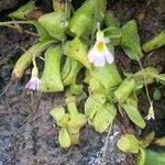 Pinguicula crystallina Žiedas