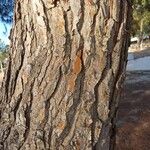 Pinus pinea 樹皮