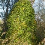 Vitis riparia x Vitis rupestris Habit