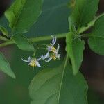 Solanum douglasii ᱵᱟᱦᱟ