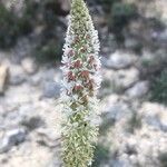 Reseda alba Blüte