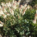 Hedysarum hedysaroides Hábito