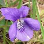 Viola rivinianaFlower