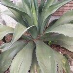 Agave shaferi Blad