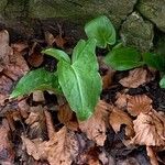 Arum cylindraceum Blad