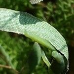 Galanthus elwesii Leaf