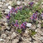 Linaria alpinaFlower