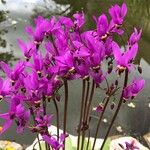 Dodecatheon meadia Flor