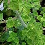 Clinopodium nepeta Bark