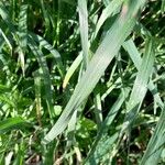 Bromus sterilis Leaf