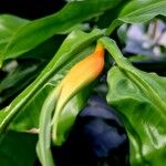 Heliconia latispatha Hoja