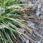 Sesleria caerulea Blad