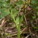 Botrychium matricariifolium Muu