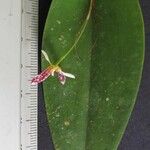 Pleurothallis crocodiliceps