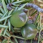 Juniperus oxycedrus Плод