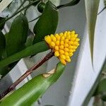 Aechmea calyculata Flower