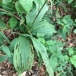 Veratrum nigrum Blatt