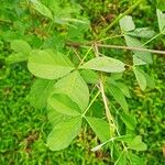 Crotalaria pallida Лист