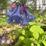 Mertensia virginicaFlor