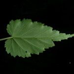 Begonia dioica Blatt