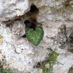 Cyclamen balearicum Leaf