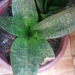 Dracaena hyacinthoides Leaf