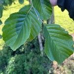 Alnus × pubescens Leaf