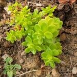 Sedum spathulifolium Leaf