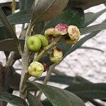 Olea europaea Fruit