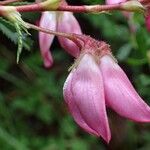Ononis fruticosa Blomma