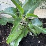 Kalanchoe daigremontiana Leaf