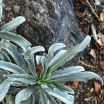 Echium brevirame List