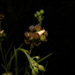 Sida linifolia Frucht
