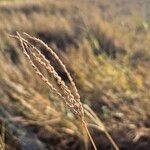 Digitaria macroblephara Fruit