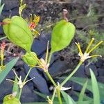 Iris domestica Fruit