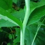 Symphytum tuberosum Corteza