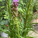 Liatris spicata Лист